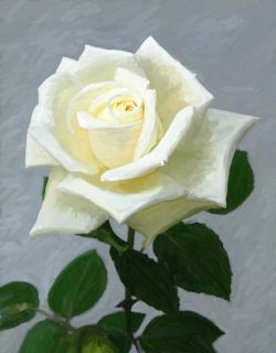 EMIE - Le rose simbolo di bellezza e purezza!
